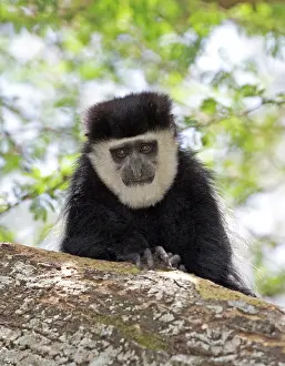 Colobus: Colobus monkey sitting on trunk of Acacia tree