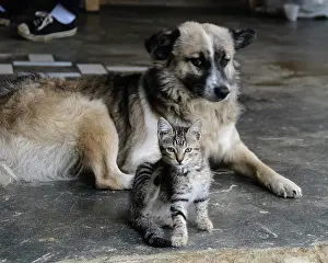Housecat: Colombia, Minca. Kitten and dog