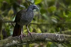 Columbiana: Colombian Chachalaca (Ortalis columbiana) Valle