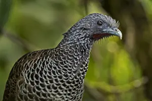 Columbiana: Colombian Chachalaca (Ortalis columbiana) Valle