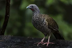 Columbiana: Colombian Chachalaca (Ortalis columbiana) Valle
