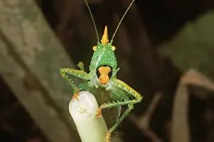 Katydid: Colombian Cone-headed Grasshopper
