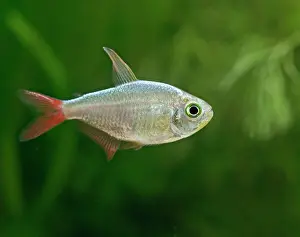 Tetra: Colombian red fin tetra - side view, tropical freshwater