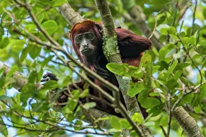 Magdalena: Colombian Red Howler Monkey, Magdalena Valley, Colombia