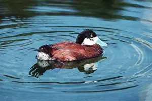 Ruddy: COLOMBIAN RUDDY DUCK - male