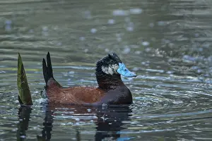Jamaicensis: Colombian Ruddy Duck ( Oxyura jamaicensis andina)