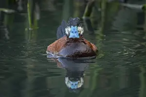 Jamaicensis: Colombian Ruddy Duck ( Oxyura jamaicensis andina)