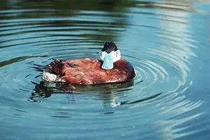 Ruddy: Colombian Ruddy Duck - in water