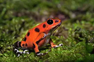 Oophaga: Colon Isle Dart Frog, aka Strawberry Poison-Dart