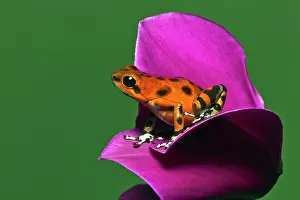 Oophaga: Colon Isle Dart Frog, aka Strawberry Poison-Dart