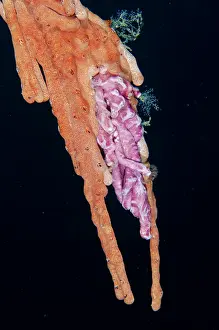Colonial: Colonial Didemnid Ascidian - Loleo dive site, Weda