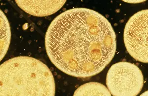 Algae: Colonial Green ALGAE