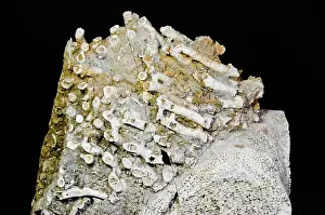 Colonial: Colonial Rugose Coral Fossil