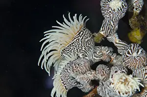 Timor: Colonial Sea Anemone - aka Gorgonian Wrapper, Zebra