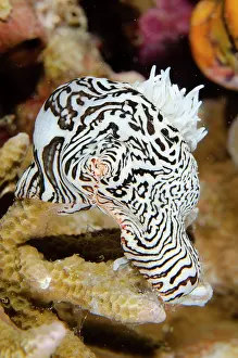 Wrapper: Colonial Sea Anemone - Demak dive site, Bangka