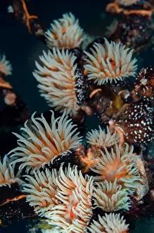 Wreck: Colonial Sea Anemone Gorgonian Wrapper