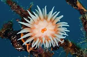 Wreck: Colonial Sea Anemone Gorgonian Wrapper