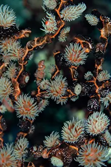 Wreck: Colonial Sea Anemone Gorgonian Wrapper
