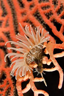 Colonial: Colonial Sea Anemone Gorgonian Wrapper