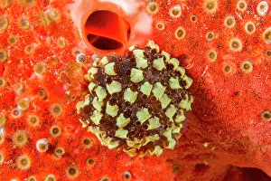 Colonial: Colonial tunicate (Symplegma sp) on Red Boring Sponge