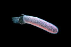 Squirt: Colonial Tunicates or Pyrosoma Tunicate (Pyrosoma