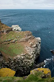 Gannets: Colonies of Northern Gannets and Common