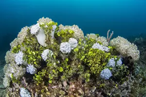 Thallophyta: Colonies of Pulsing coral (Xenia sp) and Green Algae