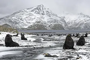 Arctocephalus: Colony of Antarctic Sea Bears (Arctocephalus gazella)