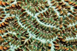 Polyps: Colony of coral polyps in brain corallae (Physogyra