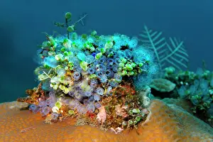 Squirts: Colony of different sea squirts ( Ascidiae) Bali