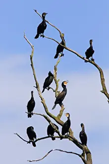 Carcass: Colony of great cormorants (Phalacrocorax carbo)