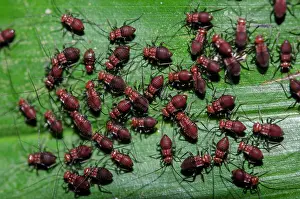 Booklouse: Colony of juvenile Barklice - on leaf - Klungkung