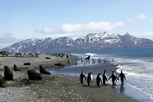 Salisbury: Colony of King Penguins