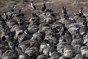 Colin Marshall: Colony of Otago Shags nesting