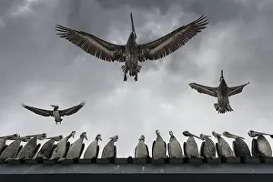 Underneath: Colony of Peruvian pelicans (Pelecanus thagus) waiting