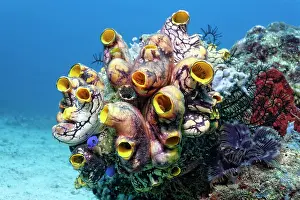 Squirts: Colony of Polycarpa-Sea Squirts (Polycarpa aurata)