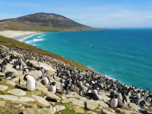 Southern Hemisphere: Colony of Rockhopper penguin during spring on Saunders