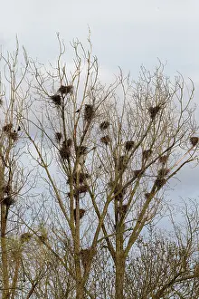 Roosting: COLONY OF ROOK IN TOWN