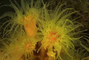 Auscape International: Colony of tube corals - feeding at night. They