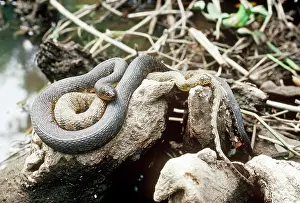 Morphs: Two color morphs of Northern Water Snake