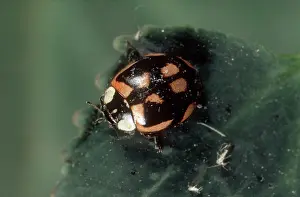 Variant: Color variant two-spot ladybug