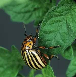 Edward: Colorado beetle