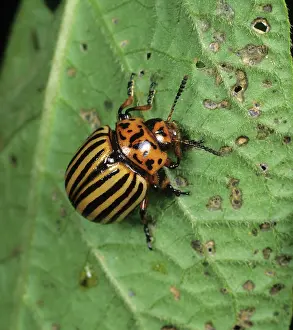 Edward: Colorado Beetle