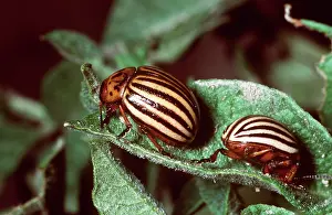 Spearman: Colorado Beetle / Colorado Potato / Ten-lined Potato