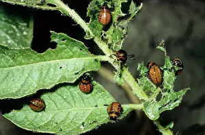 Spearman: Colorado Beetle / Colorado Potato / Ten-lined Potato