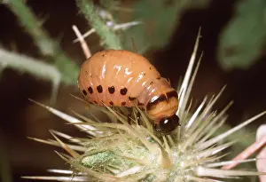 Grub: Colorado Beetle / Colorado Potato / Ten-lined Potato