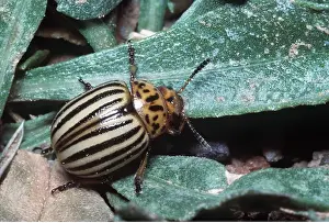 Potatoes: Colorado Beetle / Colorado Potato / Ten-lined Potato