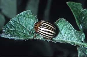 Potatoes: Colorado Beetle / Colorado Potato / Ten-lined Potato