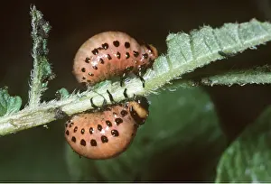 Destructive: Colorado Beetle / Colorado Potato / Ten-lined Potato