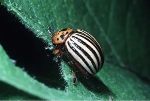 Pascal Goetgheluck: Colorado Beetle / Colorado Potato / Ten-lined Potato